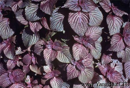 紫蘇的花語和傳說 養花網
