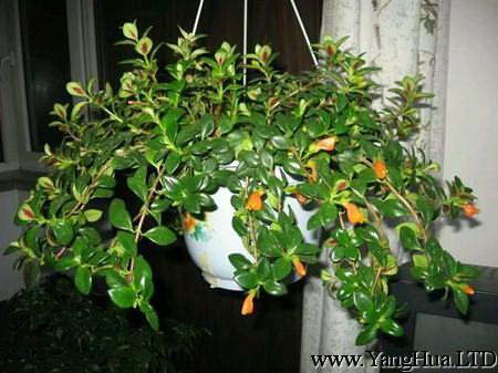 金魚吊蘭做家庭盆栽