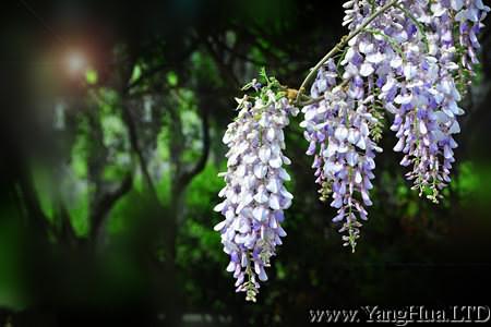 觀賞性紫籐花
