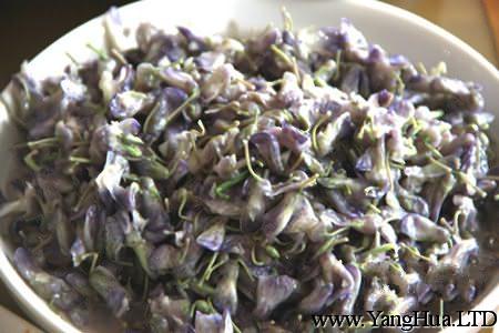 紫籐的食用價值