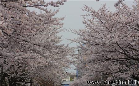 日本的櫻花文化