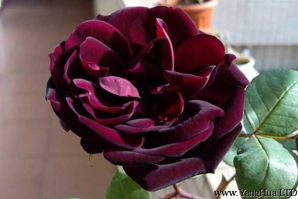 路易十四玫瑰花的花語和傳說