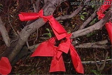 橡樹上的紅絲帶