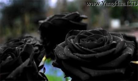 黑玫瑰動人深沉的愛情
