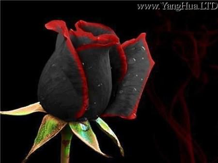 黑玫瑰為愛人付出所有