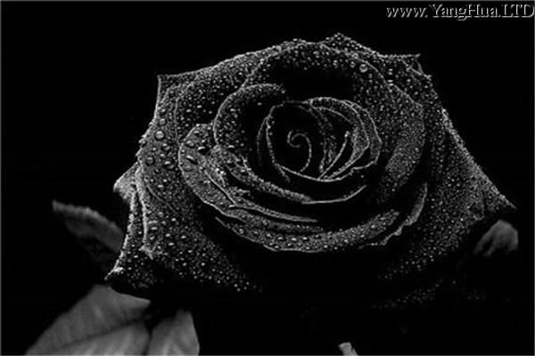 黑玫瑰的花語和傳說