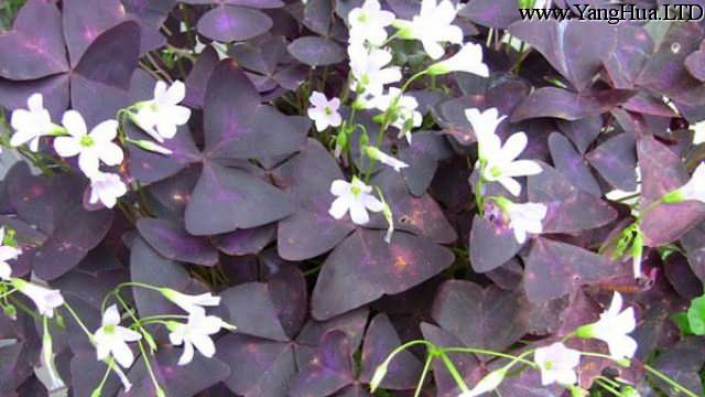 紫葉幸運草（酢 漿草）的功效和作用