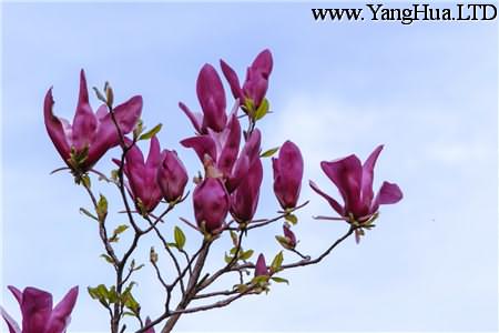 紫玉蘭的花期與花語