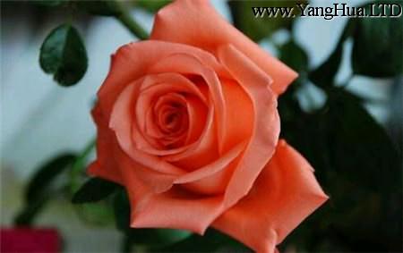 玫瑰花的傳說——伊朗篇