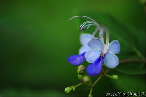 藍蝴蝶的花語和名稱由來