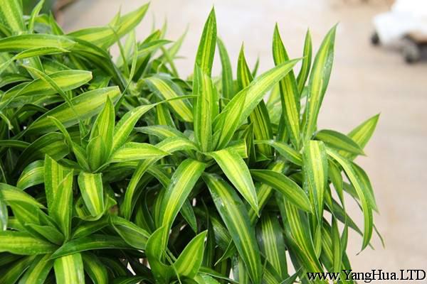 百合竹 | 適合客廳養的水養植物