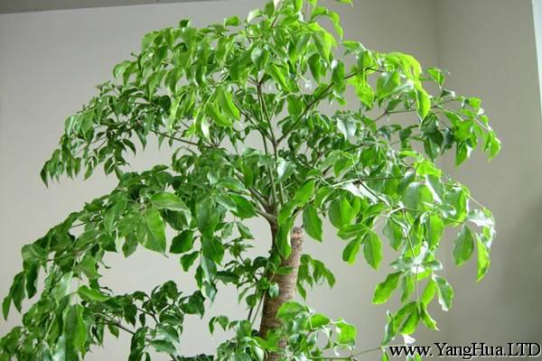 菜豆樹 | 適合客廳養的水養植物