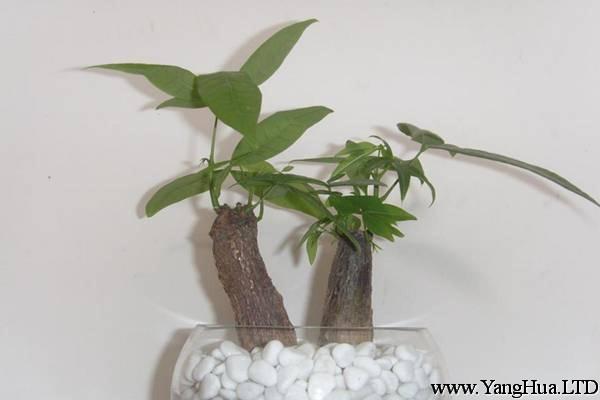 發財樹 | 適合客廳養的水養植物