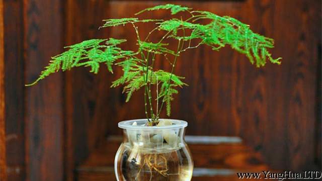 文竹可以水培嗎