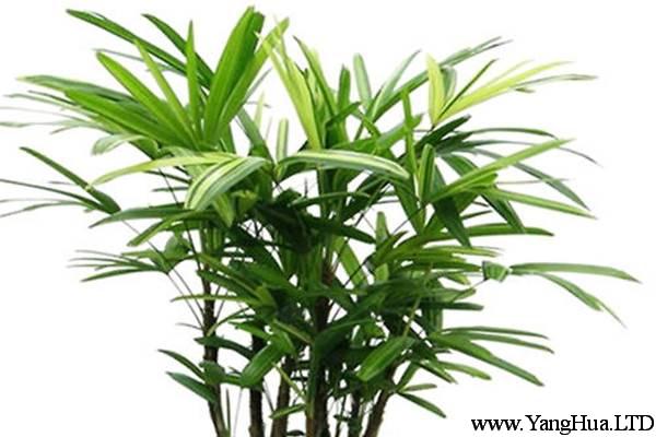 棕竹 | 適合客廳養的水養植物
