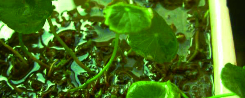 銅錢草可以水下養嗎，能在水下生長嗎