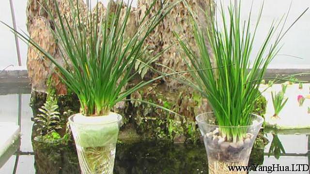 蔥蘭的水培方法