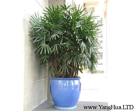 棕竹所常用繁殖方法