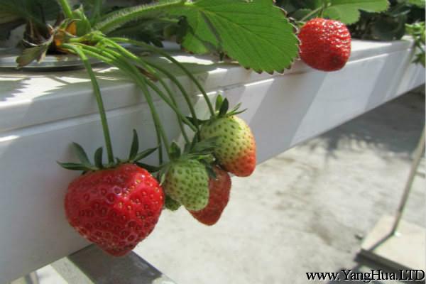 草莓可以水培嗎