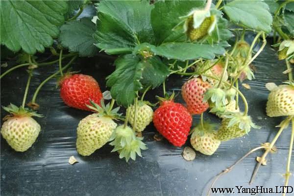草莓水培種植方法