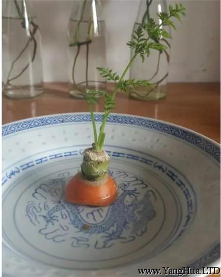 胡蘿蔔發芽
