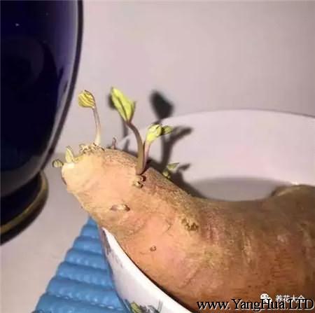 紅薯會長芽