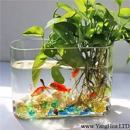 魚缸水水培綠蘿