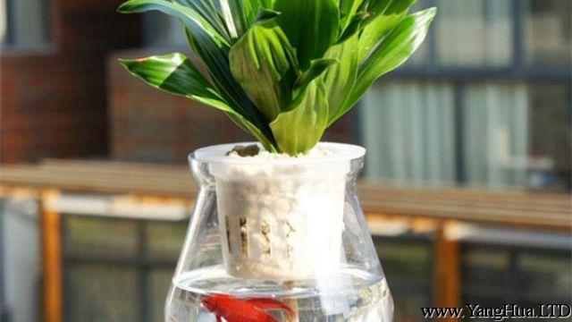 水培植物裡可以養魚嗎