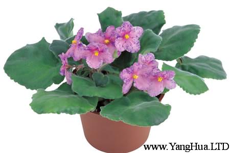 盆栽紫羅蘭的花盆