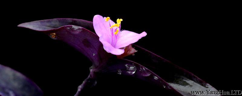 盆栽紫羅蘭怎麼養