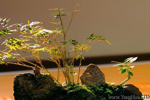 怎麼製作紫竹盆景？這樣做超藝術！