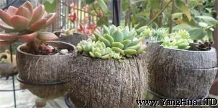 椰子殼花盆
