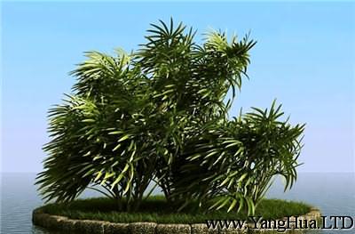 棕竹叢林式盆景