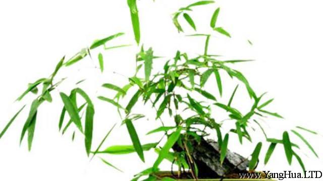 棕竹盆景的製作方法
