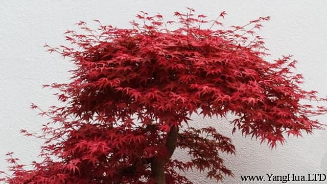 怎麼製作日本紅楓盆景