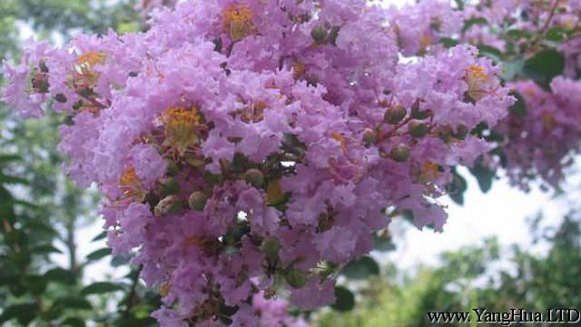 紫薇花盆景怎麼造型