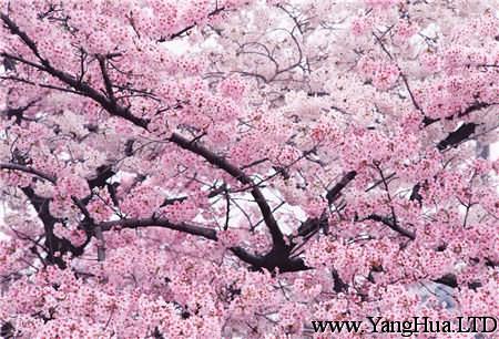 櫻花盆景養護管理