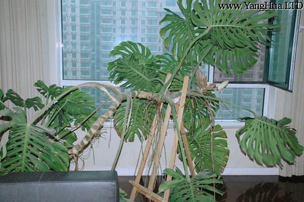 龜背竹盆景的造型方法