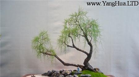 垂柳式檉柳盆景的枝幹培養