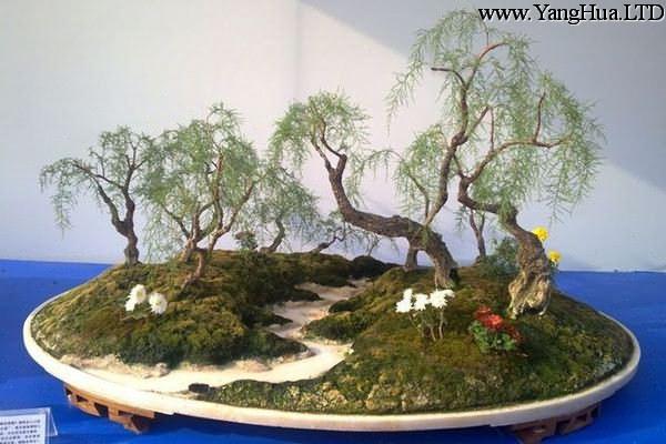 垂柳式檉柳盆景的製作