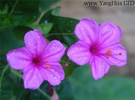 紫茉莉花朵