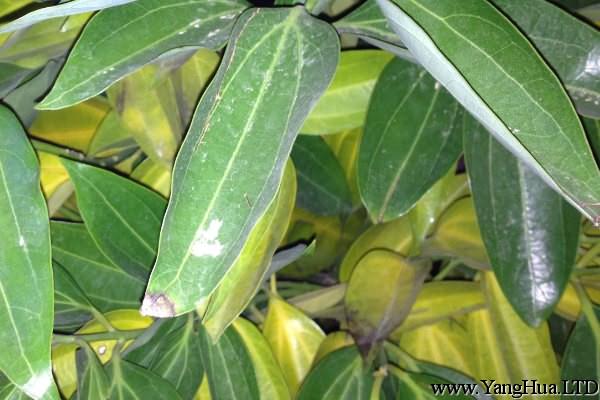 平安樹的葉子「皺巴巴」，4個小方法，幫它恢復往日生機！