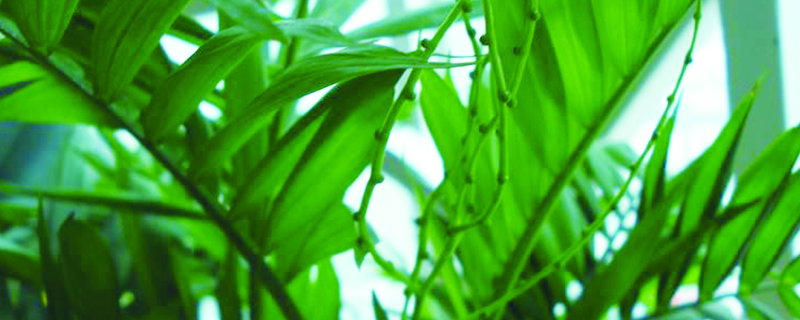 家裡養的竹子葉子發黃什麼原因