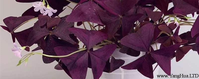 紫葉幸運草（酢 漿草）黃葉的原因和處理辦法