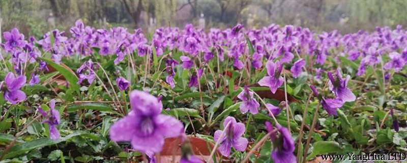紫花地丁黃葉的原因和處理辦法