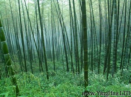 竹子澆水方法