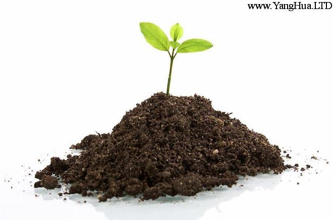 防止天竺葵爛根-選擇合適的土壤