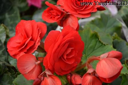 麗格海棠紅花