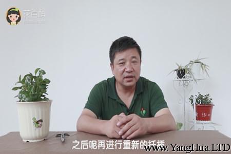 之後呢再進行重新的扦插