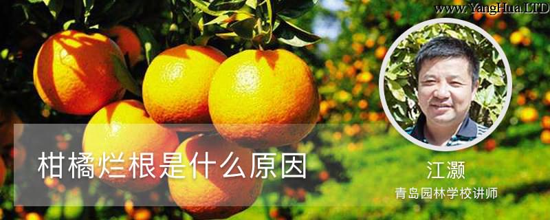 柑橘爛根是什麼原因